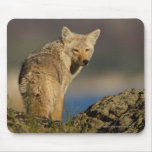 Coyote Mouse Mats