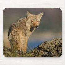 Coyote mousepads