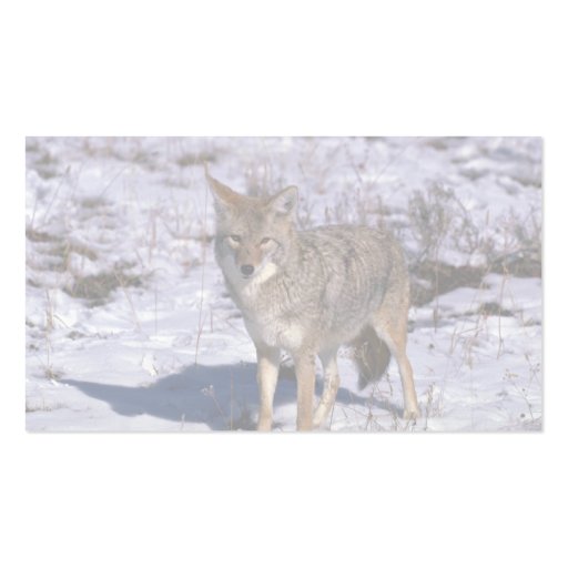 Coyote on snow business card template (back side)