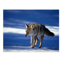 Coyote on snow post cards