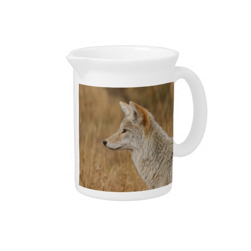 Coyote Portrait Pitchers
