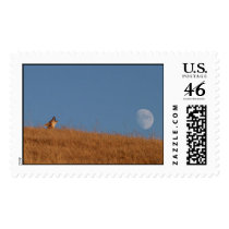 Coyote postage