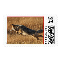 coyote postage by WorldDesign coyote postage