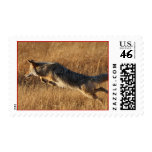 coyote stamps