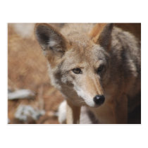 Coyote Postcard postcards