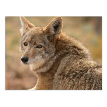Coyote Postcard