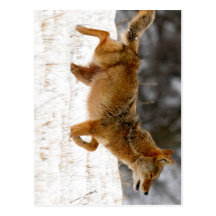 Coyote Postcards