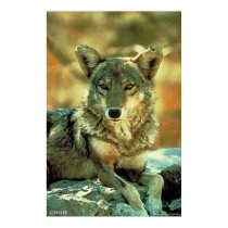Coyote posters
