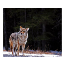 Coyote Poster or Print