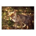 Coyote Pup Card
