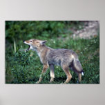 Coyote-pup howling in summer meadow posters