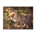 Coyote Pup Postcard