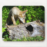 Coyote Pup - What is in that Log? Mouse Pads