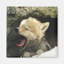 Coyote Pup Yawns Fridge Magnets