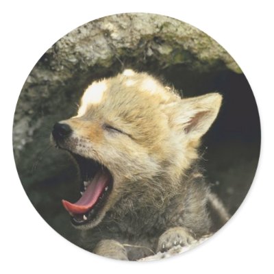 Coyote Yawn