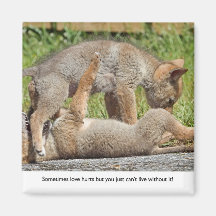 Coyote Pups Biting and Playing Fridge Magnets