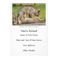 Coyote Pups Biting and Playing Personalized Invites