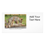 Coyote Pups Biting and Playing Custom Photo Card