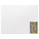 Coyote Pups Photograph letterhead
