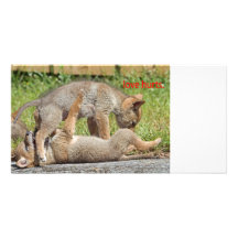 Coyote Pups Photograph Photo Card