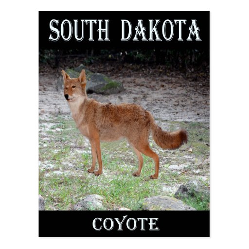Coyote (South Dakota) Postcard Zazzle