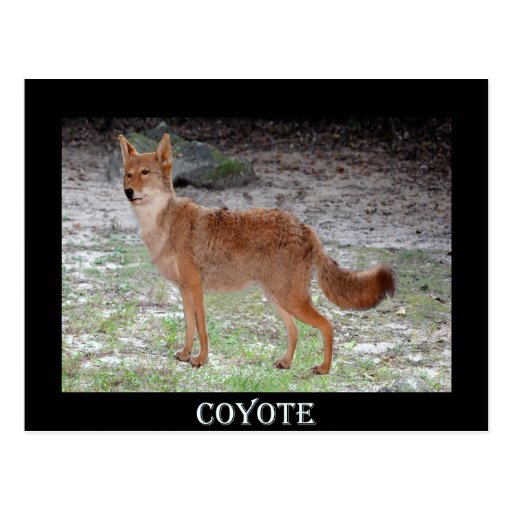 Coyote (South Dakota) Postcard Zazzle