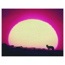 Coyote, Southwest, special effect Full Color Flyer