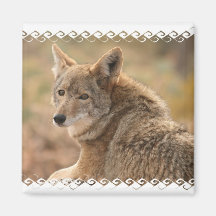 Coyote Square Magnet