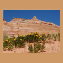Coyotte Buttes flowers postcards