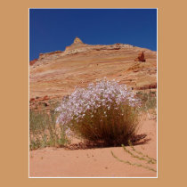 Coyotte Buttes flowers postcards