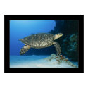 Cozumel - Hawksbill #001 posters
