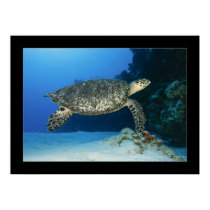 Cozumel - Hawksbill #001 posters