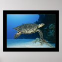Cozumel - Hawksbill #001 posters