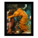 Cozumel - Orange Seahorse#2 posters