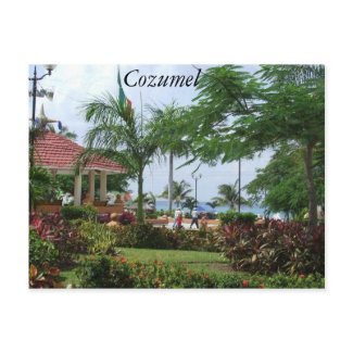 Cozumel Tropical Palm Tree postcard