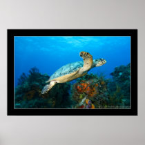 Cozumel - Turtle #5 - 11-2009 Poster