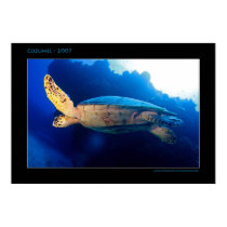 Cozumel - Turtle in the Sun posters by trilobyt Cozumel - Turtle in the Sun posters