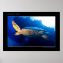Cozumel - Turtle in the Sun posters
