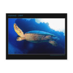 Cozumel - Turtle Postcards