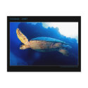 Cozumel - Turtle postcards