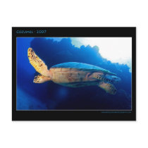 Cozumel - Turtle postcards by trilobyt Cozumel - Turtle postcards