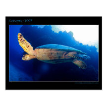 Cozumel - Turtle Postcards