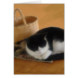 Cozy Cat Greeting Cards
