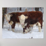 Cozy Cows Poster
