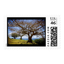 cozy with harmony postage