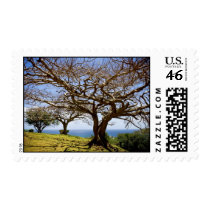 cozy with harmony postage