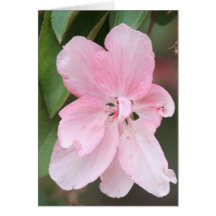 Crab Apple Blossom Card
