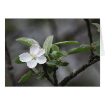 Crab Apple Blossom Card