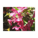 Crab Apple Blossom postcards