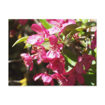 Crab Apple Blossom postcards by jesus1ste Crab Apple Blossom postcards